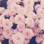 beautiful-burgendy-pink-roses-roses-Favim beautiful-burgendy-pink-roses-roses-Favim