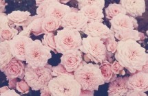 beautiful-burgendy-pink-roses-roses-Favim