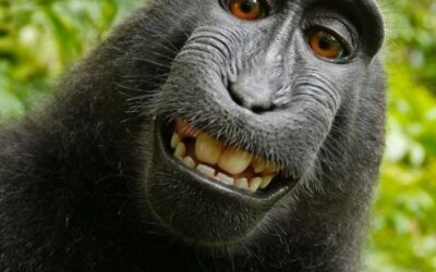 This Monkey Selfie Court Case is Totally Bananas