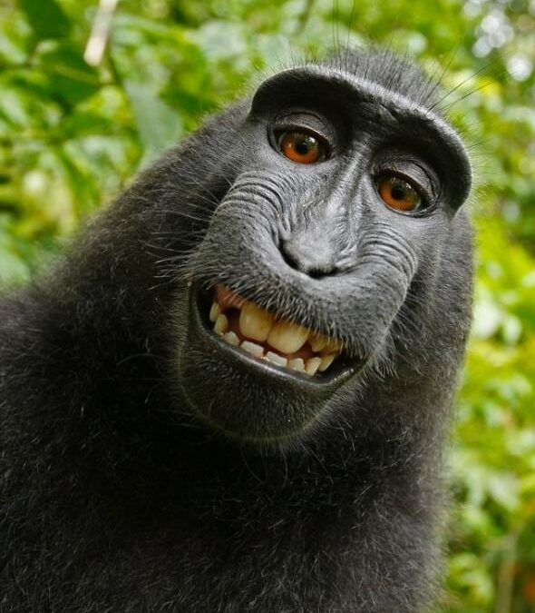 This Monkey Selfie Court Case is Totally Bananas